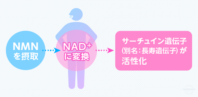 nmnのしくみ